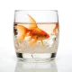 The Goldfish in a Jar